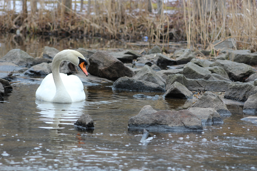 swan in massapequa preserve, long island, new york