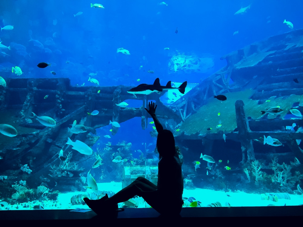 shark tank long island aquarium