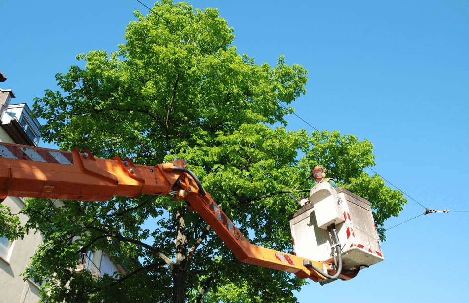 New York City Tree Trimming companies