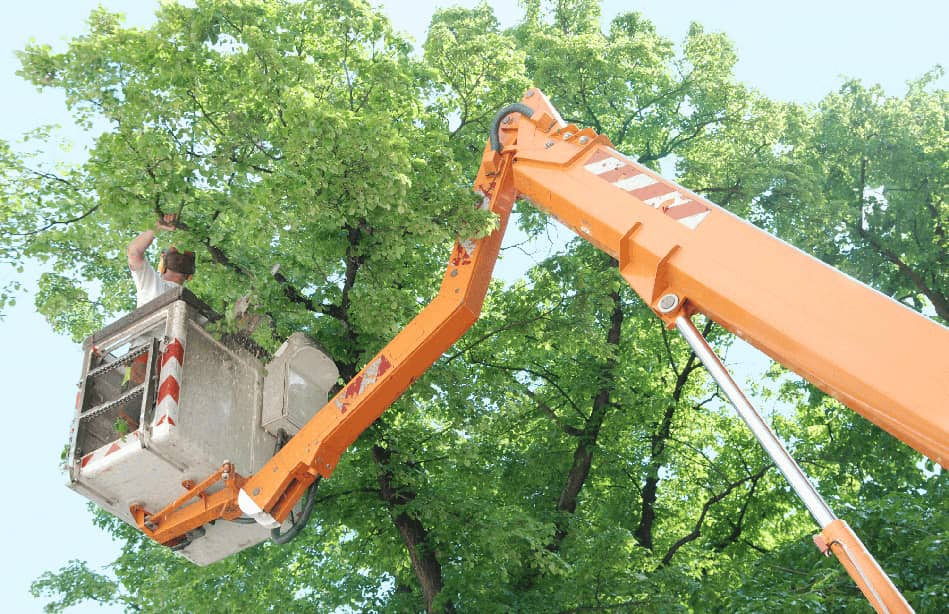 Tree trimming companies nyc