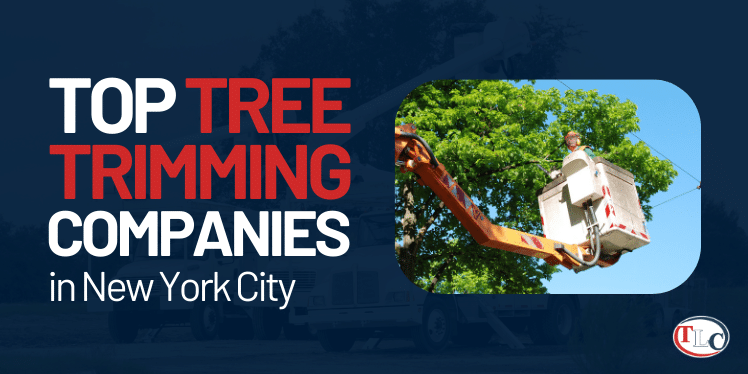 top tree trimming companies nyc