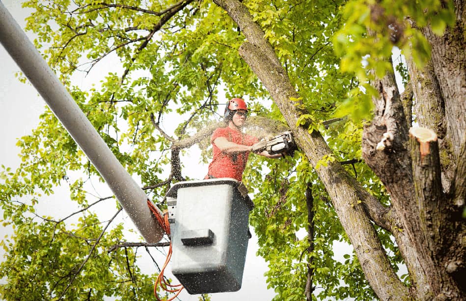 benefits of tree trimming