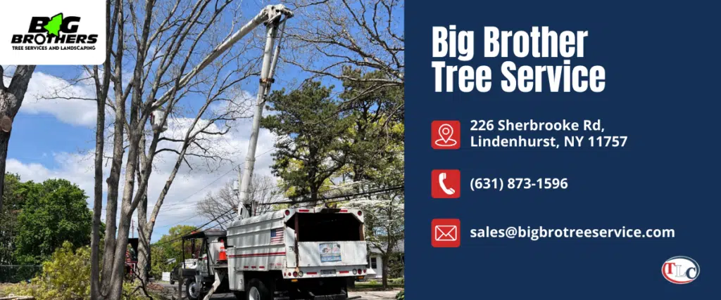 big brother tree service