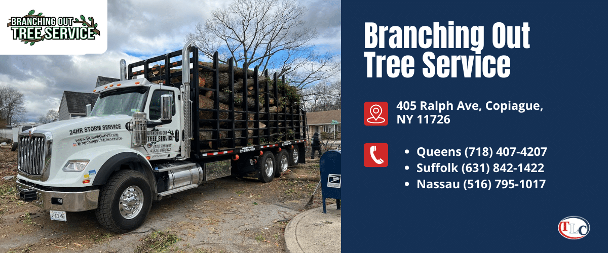 branching out tree service